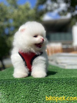 SECERELİ TEDDY BEAR FACE POMERANİAN BOO 4