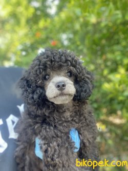 NADİR BULUNAN SİLVER TOY POODLE 1