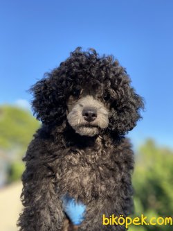 NADİR BULUNAN SİLVER TOY POODLE 3