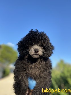 NADİR BULUNAN SİLVER TOY POODLE 2