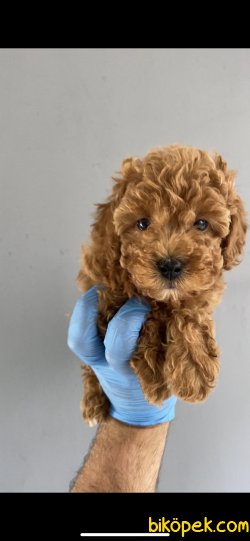DİŞİ  RED BROWN TOY POODLE YAVRULARIMIZ 3