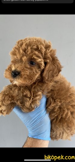 DİŞİ  RED BROWN TOY POODLE YAVRULARIMIZ 2
