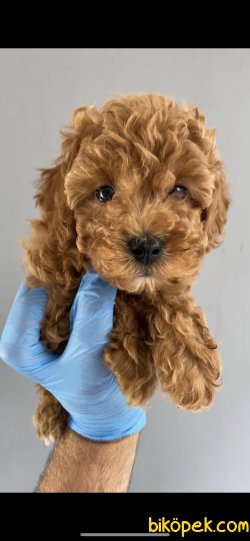 DİŞİ  RED BROWN TOY POODLE YAVRULARIMIZ 1