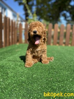 MİCRO CHİPLİ PASAPORTLU  TOY POODLE YAVRULARIMIZ 3