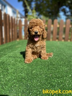 MİCRO CHİPLİ PASAPORTLU  TOY POODLE YAVRULARIMIZ 1