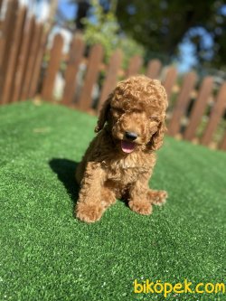 MİCRO CHİPLİ PASAPORTLU  TOY POODLE YAVRULARIMIZ 2
