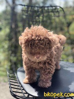 NADİR BULUNAN TİNY MALTİPOO YAVRUMUZ 4