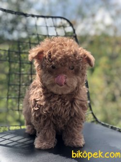 NADİR BULUNAN TİNY MALTİPOO YAVRUMUZ 1