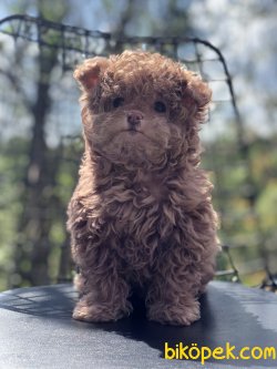 NADİR BULUNAN TİNY MALTİPOO YAVRUMUZ 3