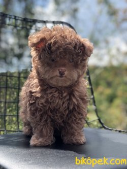 NADİR BULUNAN TİNY MALTİPOO YAVRUMUZ 5
