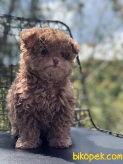 NADİR BULUNAN TİNY MALTİPOO YAVRUMUZ 2