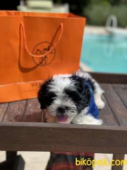 Nadir Güzellikte Shihtzu Anne Baba Secereli 2