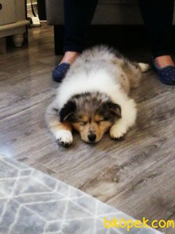 NADIR IRK COLLIE YAVRULAR 3