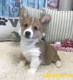 NADİR IRK PEMBROKE WELSH CORGI SECERELİ 2