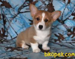 NADİR IRK PEMBROKE WELSH CORGI SECERELİ 3