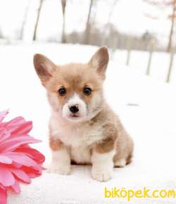NADİR IRK PEMBROKE WELSH CORGI SECERELİ 1