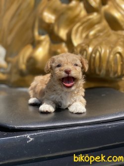 Nadir Maltipoo Bebeklerimiz Orjinal 4