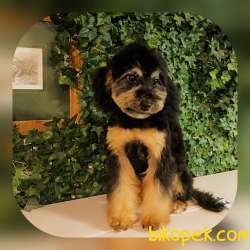 Nadir Olan Phantom Ve Black Poodle Yavrular 1