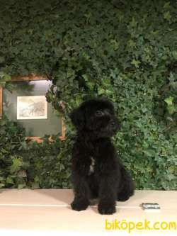 Nadir Olan Phantom Ve Black Poodle Yavrular 2