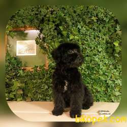 Nadir Olan Phantom Ve Black Poodle Yavrular 3