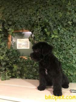 Nadir Olan Phantom Ve Black Poodle Yavrular 4