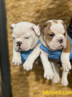 Nadir Renk Beyaz Ingiliz Bulldog Yavrumuz 5