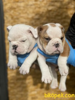 Nadir Renk Beyaz Ingiliz Bulldog Yavrumuz 3