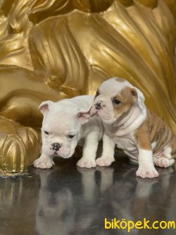 Nadir Renk Beyaz Ingiliz Bulldog Yavrumuz 2