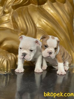 Nadir Renk Beyaz Ingiliz Bulldog Yavrumuz 1