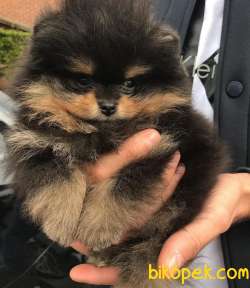 NADİR RENK BLACK TAN SAFKAN TEDDYBEAR POMERANİAN BOO YAVRULARIMIZ 5