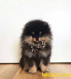 NADİR RENK BLACK TAN SAFKAN TEDDYBEAR POMERANİAN BOO YAVRULARIMIZ 2