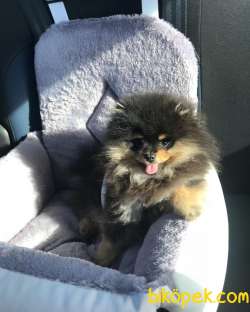 NADİR RENK BLACK TAN SAFKAN TEDDYBEAR POMERANİAN BOO YAVRULARIMIZ 3