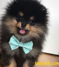 NADİR RENK BLACK TAN SAFKAN TEDDYBEAR POMERANİAN BOO YAVRULARIMIZ 1