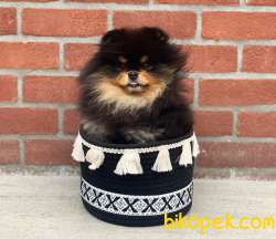NADİR RENK BLACK TAN SAFKAN TEDDYBEAR POMERANİAN BOO YAVRULARIMIZ 4