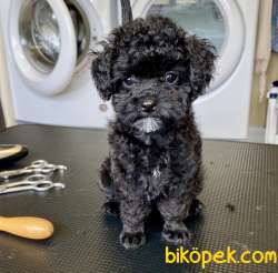 Nadir Renk Black Toy Poodle Yavrular 1