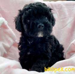 Nadir Renk Black Toy Poodle Yavrular 2