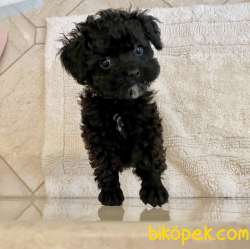 Nadir Renk Black Toy Poodle Yavrular 3