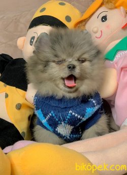 Nadir Renk Blue Merle Boo Pomeranian Yavrumuz 1