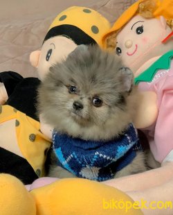 Nadir Renk Blue Merle Boo Pomeranian Yavrumuz 2