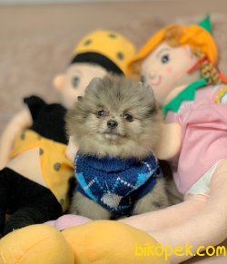 Nadir Renk Blue Merle Boo Pomeranian Yavrumuz 3