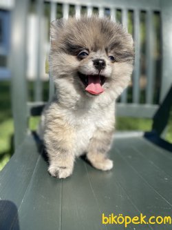 NADİR RENK BLUE MERLE MAVİ GÖZ POMERANİAN BOO 3