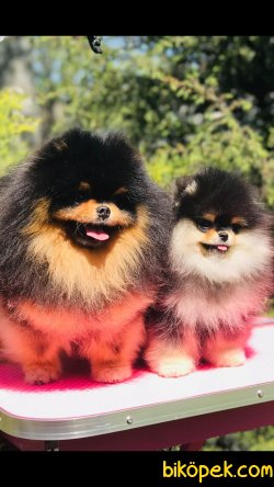 Nadir Renk Boo Yetişkin Ve Yavrumuz Black And Tan 3