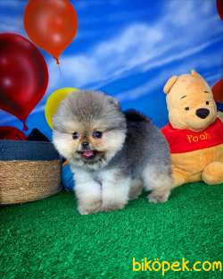NADİR RENK BOZ GRİ / Pomeranian BOO Yavrumuz BOZO / Yavrupatiler 3
