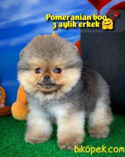 NADİR RENK BOZ GRİ / Pomeranian BOO Yavrumuz BOZO / Yavrupatiler 1