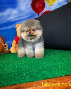 NADİR RENK BOZ GRİ / Pomeranian BOO Yavrumuz BOZO / Yavrupatiler 2