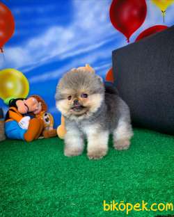 NADİR RENK BOZ GRİ / Pomeranian BOO Yavrumuz BOZO / Yavrupatiler 4