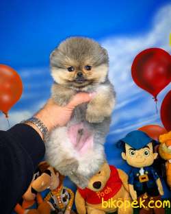 NADİR RENK BOZ GRİ / Pomeranian BOO Yavrumuz BOZO / Yavrupatiler 5