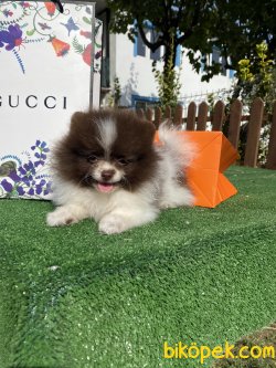 Nadir Renk Chocolate Beyaz Renkli Gözlü Köpeğimiz 2