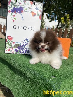 Nadir Renk Chocolate Beyaz Renkli Gözlü Köpeğimiz 3
