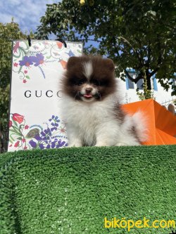 Nadir Renk Chocolate Beyaz Renkli Gözlü Köpeğimiz 1
